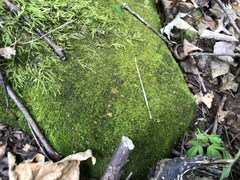 Pelekium pygmaeum