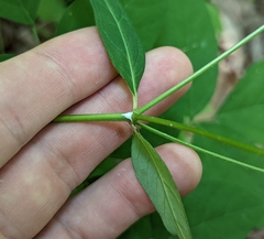 Euphorbia mercurialina
