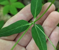 Euphorbia mercurialina