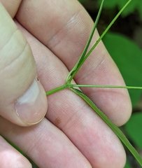 Euphorbia mercurialina