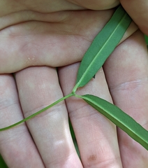Euphorbia mercurialina