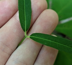Euphorbia mercurialina