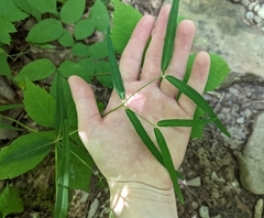 Euphorbia mercurialina