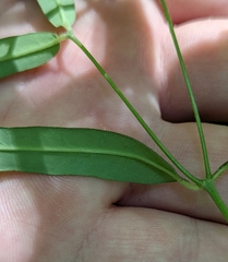 Euphorbia mercurialina