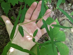 Euphorbia mercurialina