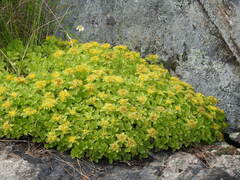 Phedimus kamtschaticus