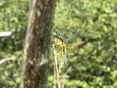 Palpopleura