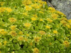 Phedimus kamtschaticus