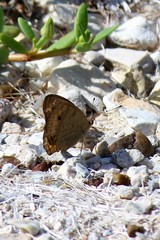 Junonia neildi varia