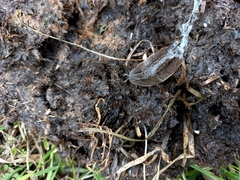 Phyllocaulis soleiformis