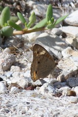 Junonia neildi varia
