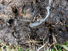 Phyllocaulis soleiformis