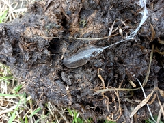 Phyllocaulis soleiformis