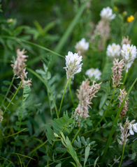 Astragalus austrosibiricus