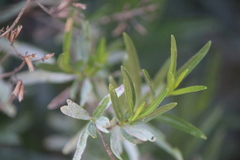 Stevia salicifolia