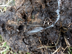 Phyllocaulis soleiformis