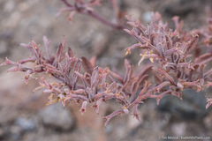 Chorizanthe watsonii