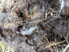 Phyllocaulis soleiformis