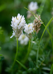 Astragalus austrosibiricus