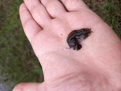 Phyllocaulis soleiformis