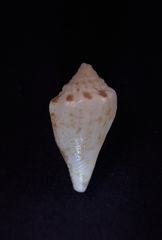 Canarium microurceum