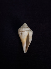 Canarium microurceum