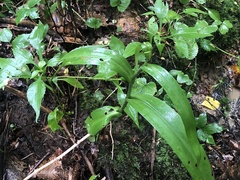 Platanthera peramoena