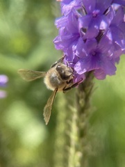 Apis mellifera