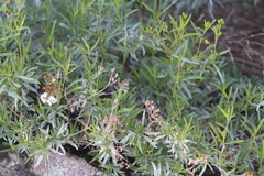 Stevia salicifolia