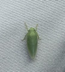Gyponana angulata