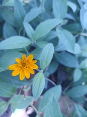 Wedelia acapulcensis