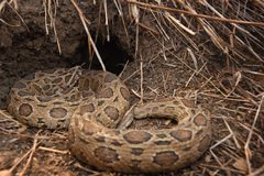 Eastern Russel's Viper photo 5