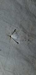 Sericoptera