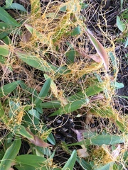 Cuscuta suksdorfii