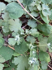 Aceria breakeyi