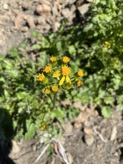 Packera flettii
