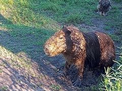 Hydrochoerus hydrochaeris