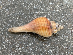 Brunneifusus ternatanus