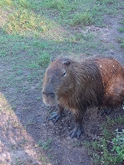 Hydrochoerus hydrochaeris