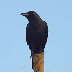 Corvus macrorhynchos culminatus