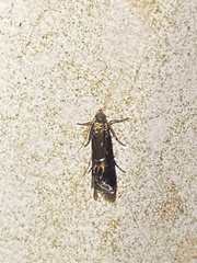 Strobisia proserpinella