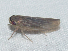 Chlorotettix necopinus