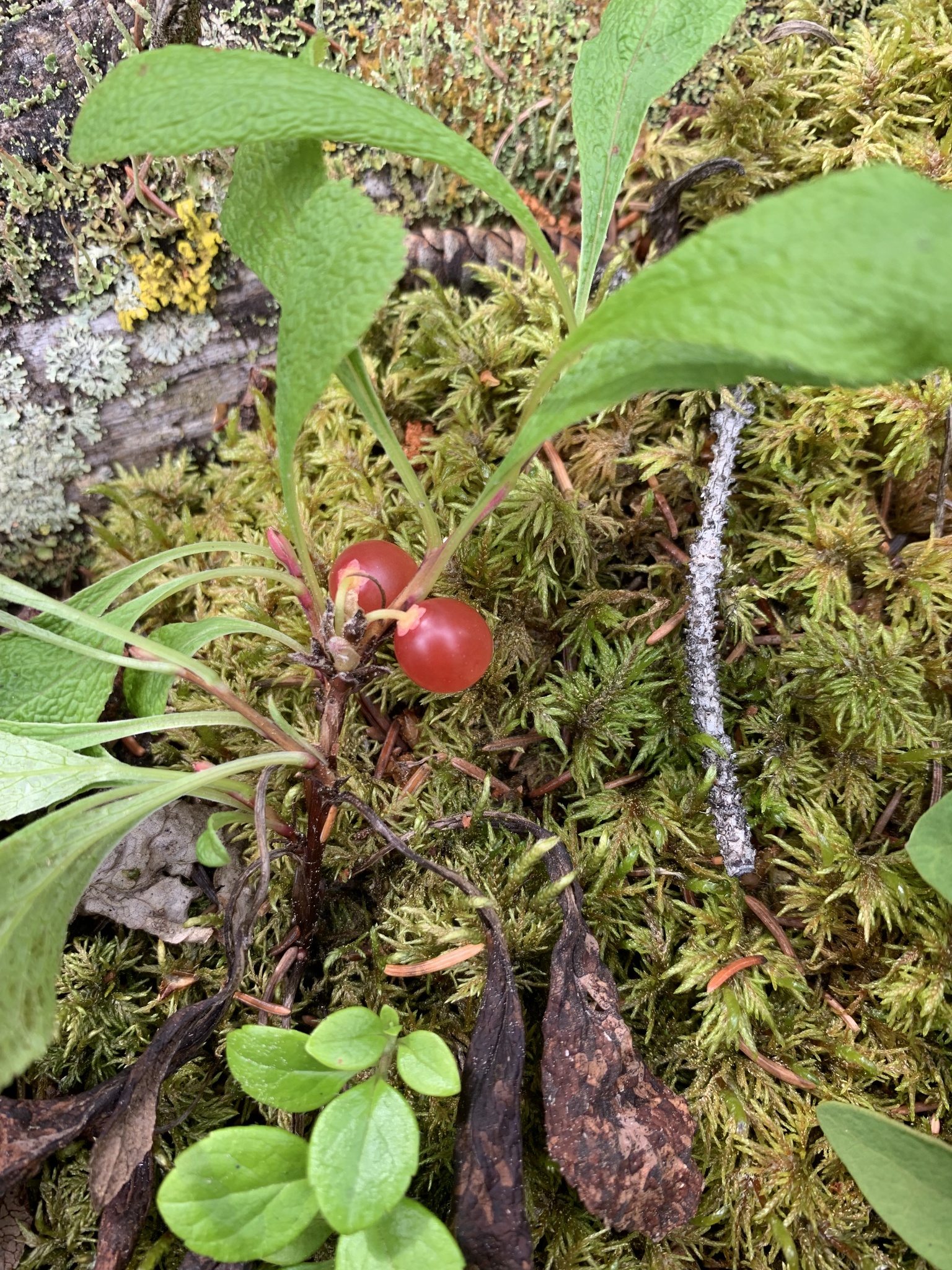 Arctous Ruber Arctous rubra (Rehder & E.H.Wilson) Nakai