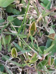 Puccinia dichondrae