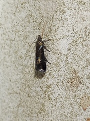 Strobisia proserpinella