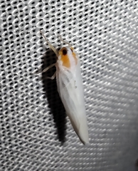 Neocenchrea heidemanni