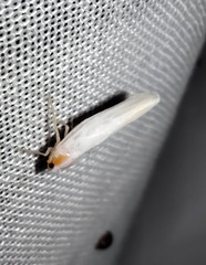 Neocenchrea heidemanni