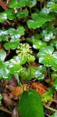 Hydrocotyle mexicana