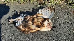 Tyto longimembris pithecops