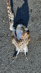 Tyto longimembris pithecops